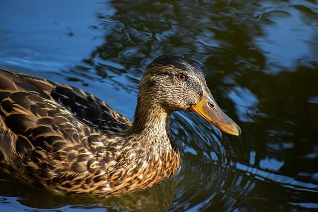 Faldgruber i krydsord: Undgå de mest almindelige fejl